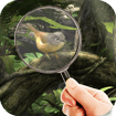 Fairy Woods Hidden Objects