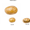 potato